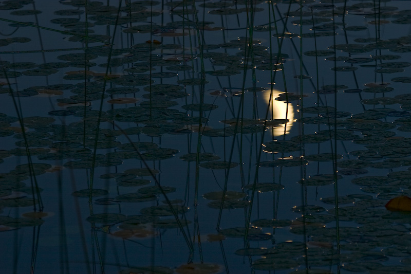 Crescent Moon Reflected In Lily Covered Water
